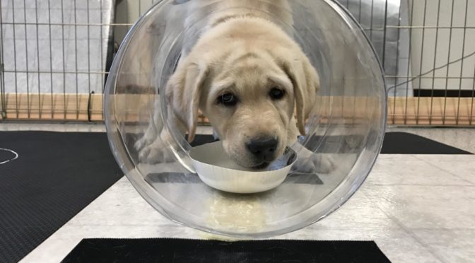 A Peek Into the Mind of Man’s Best Friend